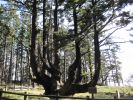 PICTURES/Oregon Coast Road - Cape Mears Lighthouse/t_IMG_6438.jpg